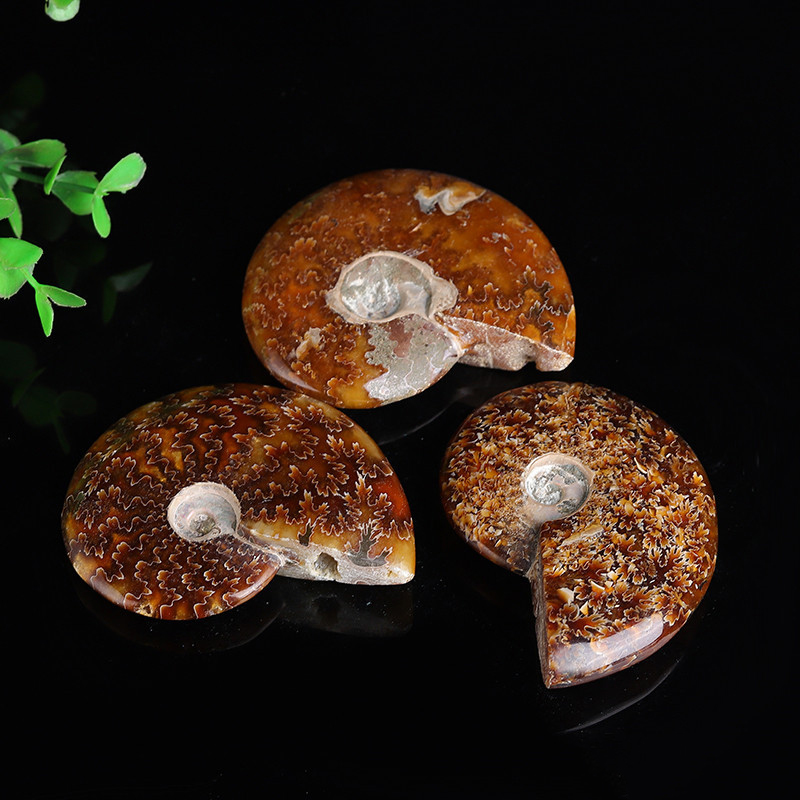 Madagascar natural spotted snail fossil snail ammonite conch paleontological fossil specimen rough